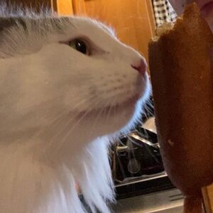 Meet your Posher, Hailey